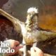 Guy Rescues Hawk Tangled In Fishing Line | The Dodo