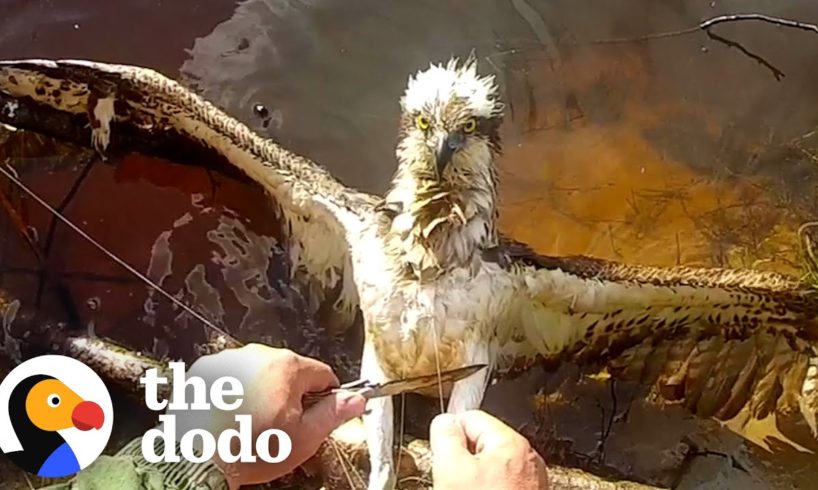 Guy Rescues Hawk Tangled In Fishing Line | The Dodo