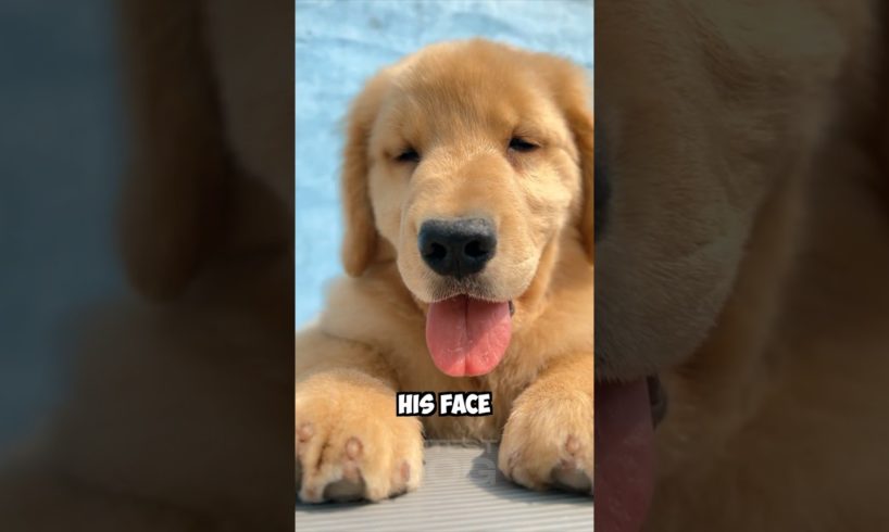 He is pawfect except.. #dog #goldenretriever #shorts