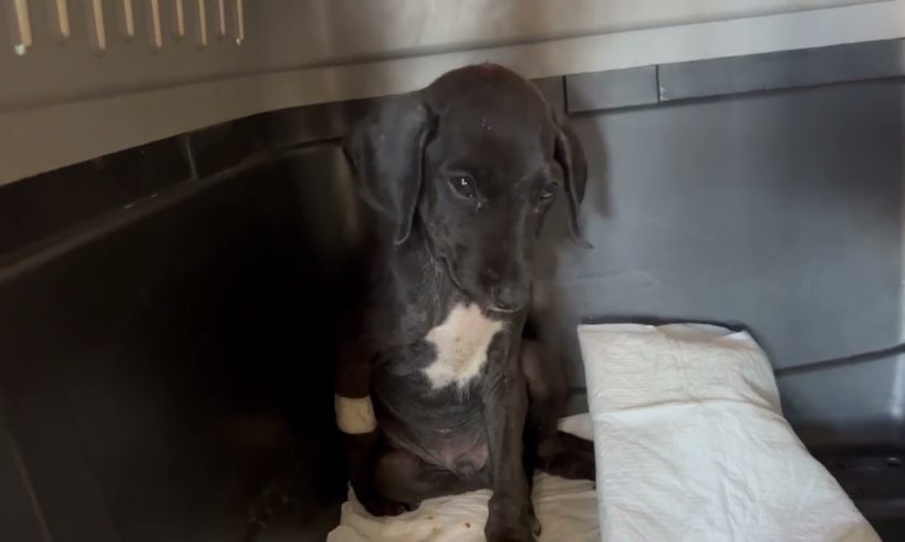 He survived 😍 The little puppy was in terrible condition was so close to die but he made it
