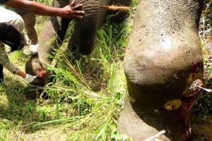 Heart wrenching! Treating poor Elephant suffering with agonizing abscess in the leg