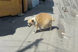 Heavy pregnant dog asking for help her puppies on the street, she gave everything for her babies!