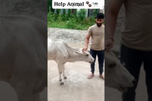 Help Animal 🐾🐄💕 #viralreels #trending #explore #subscribe #reels #youtubeshorts  #parmoddhankhar02
