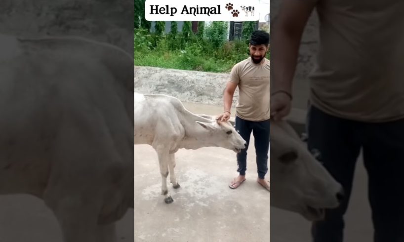 Help Animal 🐾🐄💕 #viralreels #trending #explore #subscribe #reels #youtubeshorts  #parmoddhankhar02