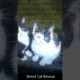 Helpless Cat! Animal Rescue Video 2023 #shorts #cat #rescuecats