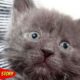 Heroic Rescue,  No one expected this gray kitten to survive