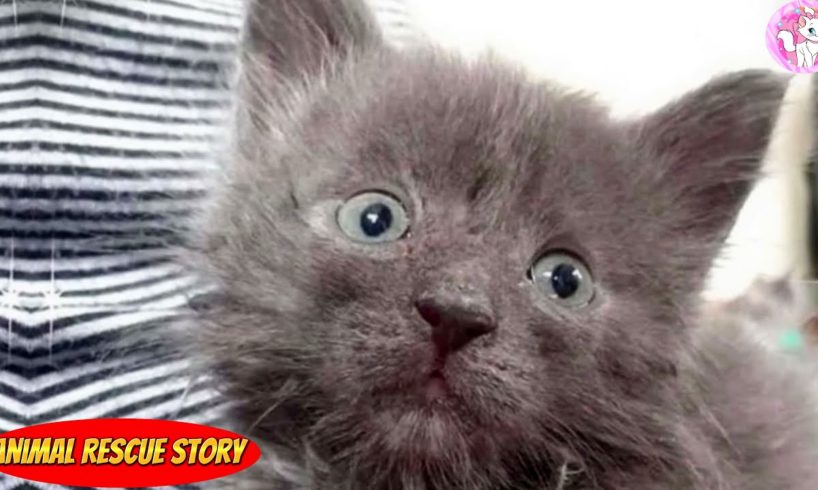Heroic Rescue,  No one expected this gray kitten to survive