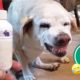 Hilarious Dog Hates Medicine 😅 | FUNNIEST Cats and Dogs - Best Pet Videos