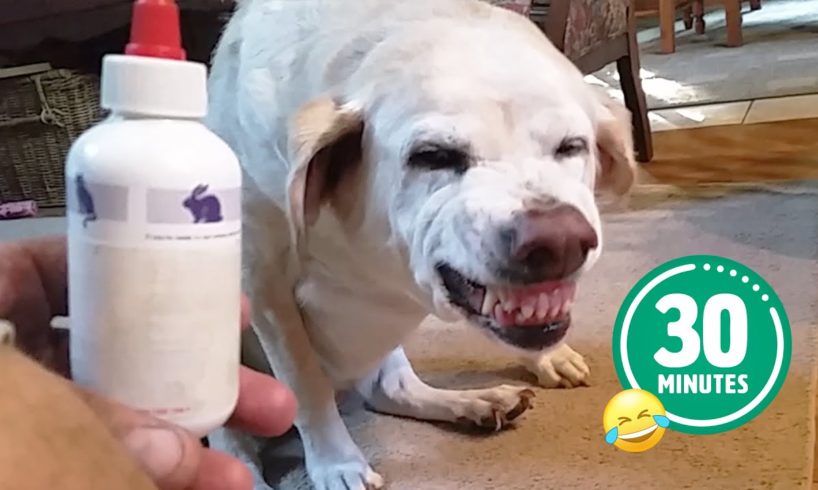 Hilarious Dog Hates Medicine 😅 | FUNNIEST Cats and Dogs - Best Pet Videos