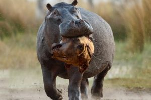 Hippo Crushes The Lion's Skull in Vengeance For His Mother