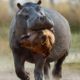 Hippo Crushes The Lion's Skull in Vengeance For His Mother