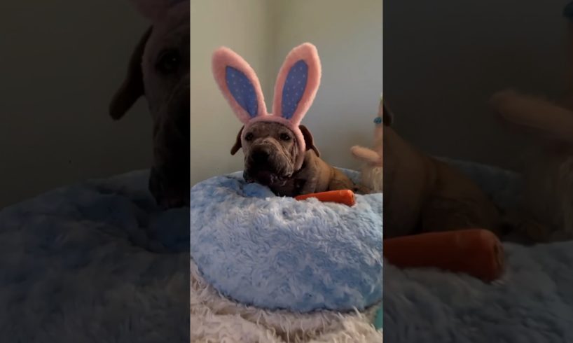 His Healthy Bark-cuterie Board ❤️🥕 l The Dodo