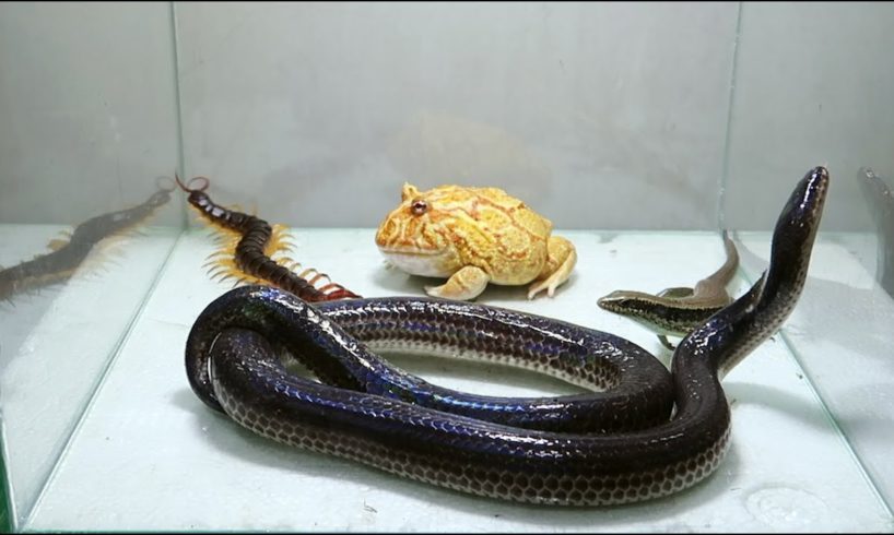 Horned Frog Black Snake Giant Centipede Lizard Scorpion Gecko