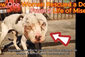 How One Woman Rescued a Dog From a Life of Misery and Gave Him a New Beginning |The Animal Love Club