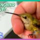 Hummingbirds Love This Guy's Fairytale Costumes! | Dodo Kids