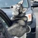 Husky The Drama Queen -  Funny Animals 2023