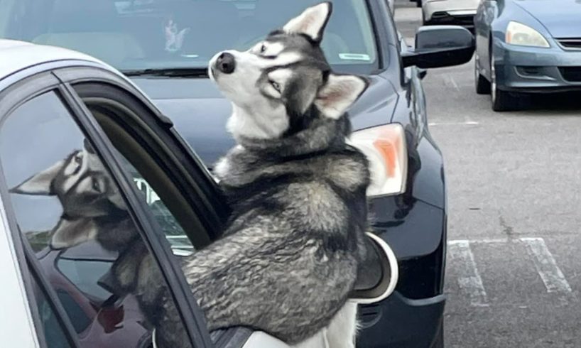 Husky The Drama Queen - Funny Animals 2023