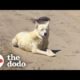 Husky Waits 733 Days To Meet Her Family | The Dodo