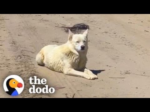 Husky Waits 733 Days To Meet Her Family | The Dodo