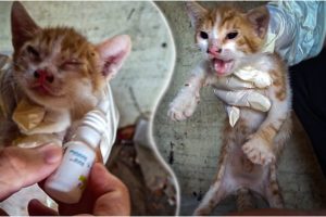 I Healed Eyes of a Diseased Blind Kitten! Emotional Transformation of Kitten! Animal Rescue 2023!