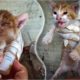 I Healed Eyes of a Diseased Blind Kitten! Emotional Transformation of Kitten! Animal Rescue 2023!