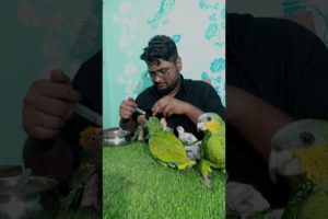 I Rescued A Bird Chick!!! #pet  #sauravjoshivlogs