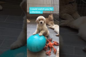 I could Watch this Puppy Forever! Ft- littlebittaluck