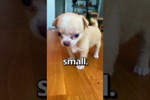 Is This the SMALLEST PUPPY Ever 😱 | Wholesome Moments