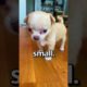 Is This the SMALLEST PUPPY Ever 😱 | Wholesome Moments