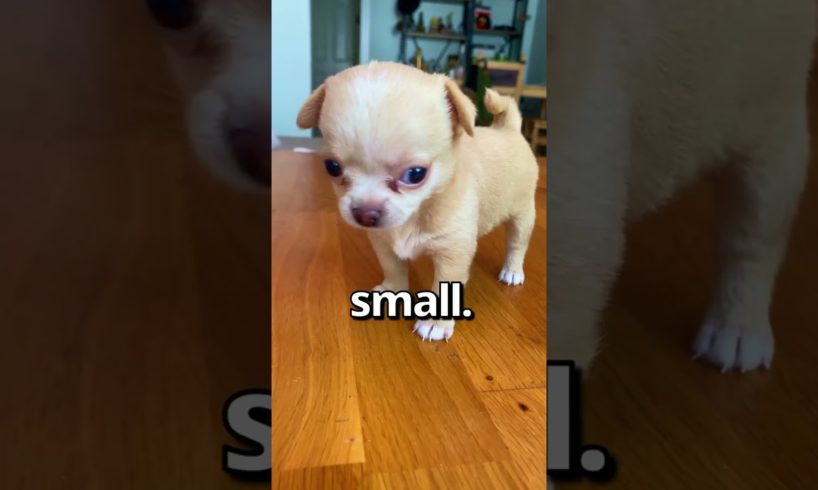 Is This the SMALLEST PUPPY Ever 😱 | Wholesome Moments