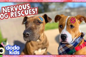 It Takes Love (And Cheeseburgers??) To Save These Scared Dogs | Dodo Kids | Animal Videos