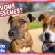 It Takes Love (And Cheeseburgers??) To Save These Scared Dogs | Dodo Kids | Animal Videos