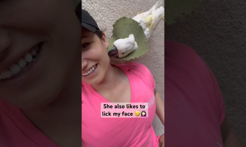 It’s impossible to do anything with a parrot around! 🤣 #parrot #cockatoo #animals #funny #shorts