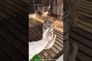 Kenzo and Snowy play fight 😳🐯