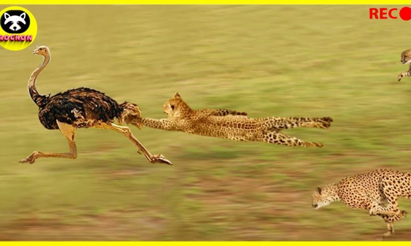 King Speed Cheetah vs Ostrich, Amazing Fight!!! | Animal Fights