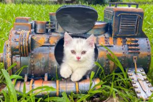 Kitten Lives In Tiny Train Locomotives - Kittens Before And After Rescue