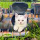 Kitten Lives In Tiny Train Locomotives - Kittens Before And After Rescue