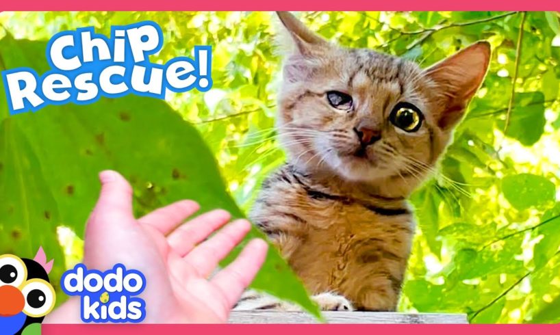 Kitten With Hurt Eye Keeps Running Away From Her Rescuer! | Dodo Kids | Rescued!