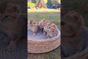 Kittens Playing 😁😁 #shorts #cat #kitten