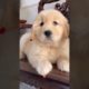 Labrador cutest puppy 🐶❤️ || #shortvideo #puppies #views