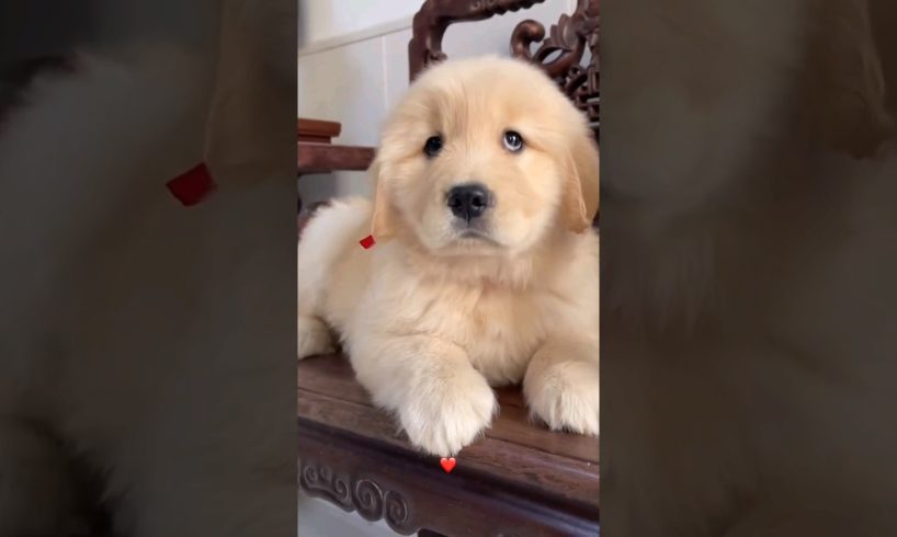 Labrador cutest puppy 🐶❤️ || #shortvideo #puppies #views