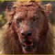 Last Battle Of Mr T & 45 Craziest Moments Lion Fight To De.ath @swagwildlifemoments
