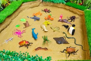 Learn Sea Animals Wild Animals Safari Animals Insects Names & Sounds in English For Toddlers