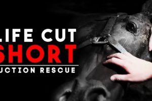 Life Cut Short - Auction Rescue | Horse Shelter Heroes S4E25