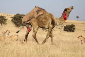 Lion Vs Camel Biggest Fight Caught On Camera |  The Lions Made A Mistake By Messing With The Camel