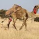 Lion Vs Camel Biggest Fight Caught On Camera |  The Lions Made A Mistake By Messing With The Camel