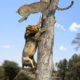Lion vs Leopard   Most Amazing Moments Of Wild Animal Fights   Wild Discovery Animals