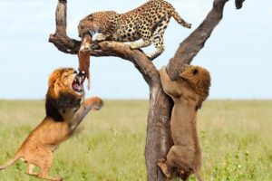 Lion vs Leopard   Most Amazing & Beautiful Moments Of Wild Animal Fights