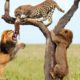 Lion vs Leopard   Most Amazing & Beautiful Moments Of Wild Animal Fights