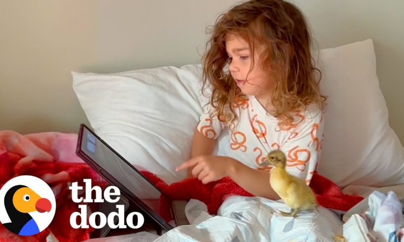 Little Girl And The Baby Duck She Rescued Are Now BFFs | The Dodo